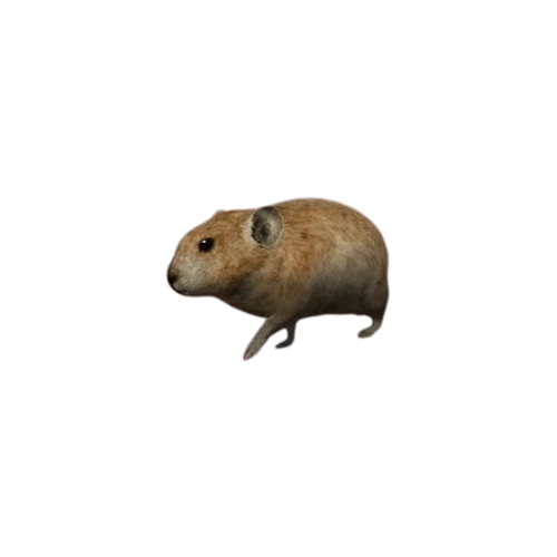 Afghan Pika